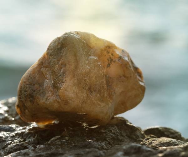 Muzeum <br>Bursztynu