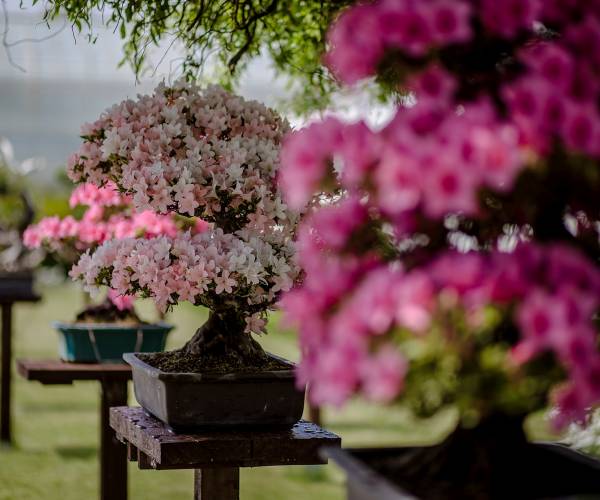 Palmiarnia Wałbrzych