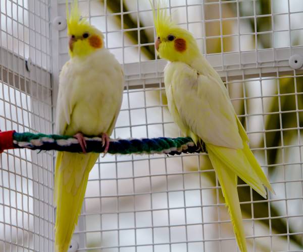 Palmiarnia Wałbrzych