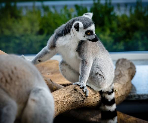 Palmiarnia Wałbrzych