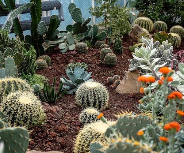 Palmiarnia Wałbrzych