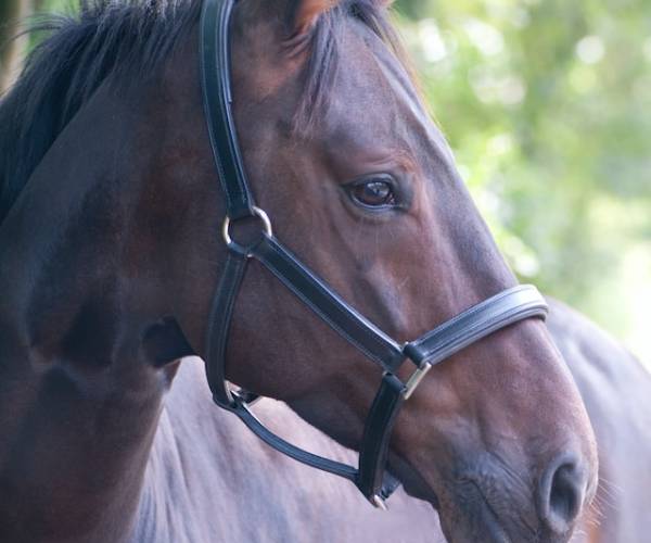 Stado Ogierów Książ
