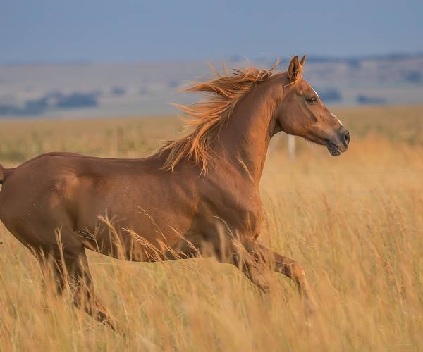Stado Ogierów Książ