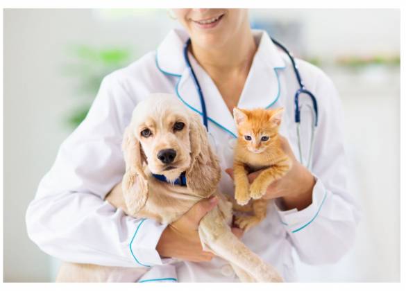 Bezpieczeństwo<br />| Weterynarz