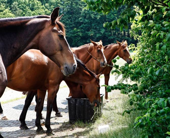 Hotel z atrakcjami dla dzieci