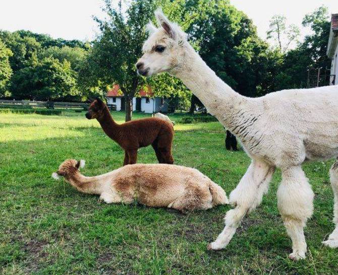 Dlaczego warto wybrać się na weekend z rodziną na wsi?