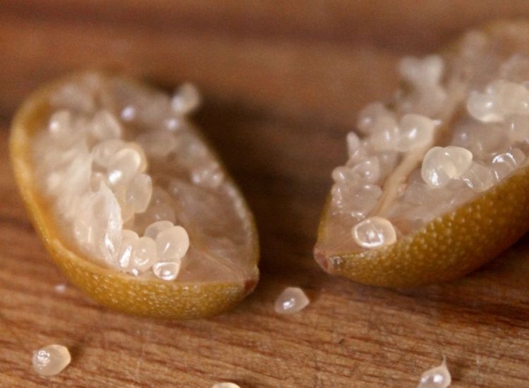 Behandlung unter Verwendung von Kaviar