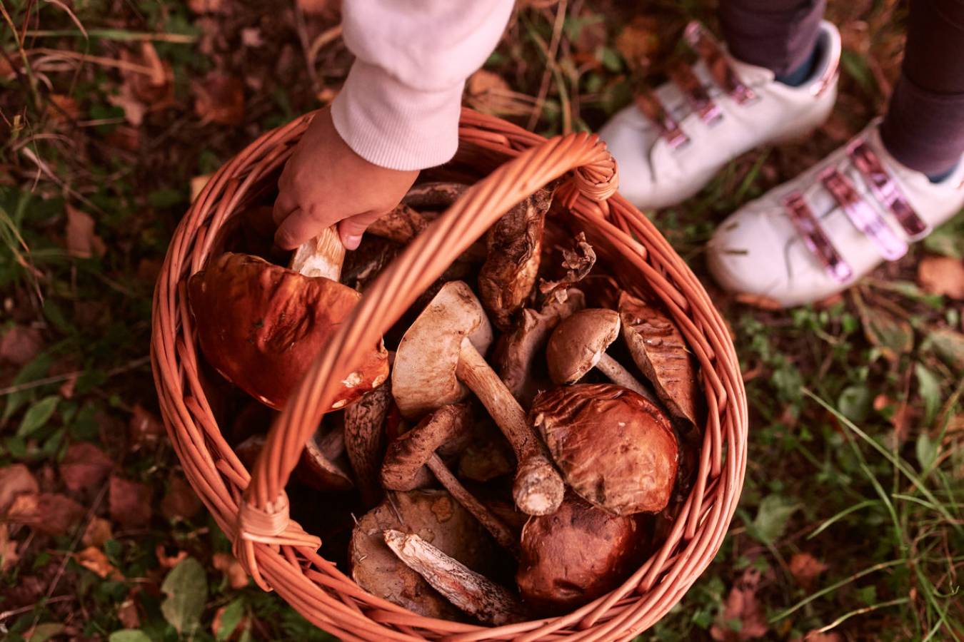 Grzybobranie na Warmii